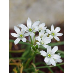 Ornithogalum umbellatum - Madártej