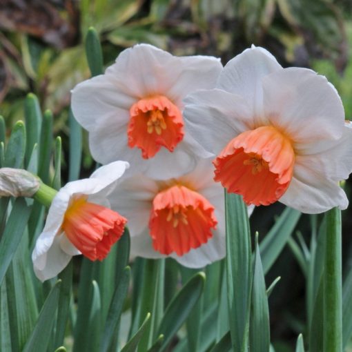 Narcissus Brook Ager - Nárcisz