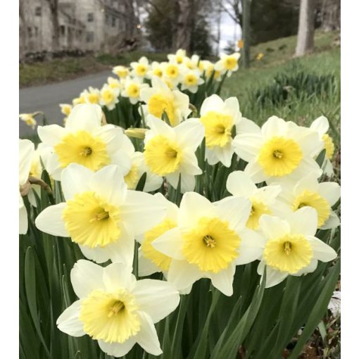 Narcissus Ice Folies - Nárcisz