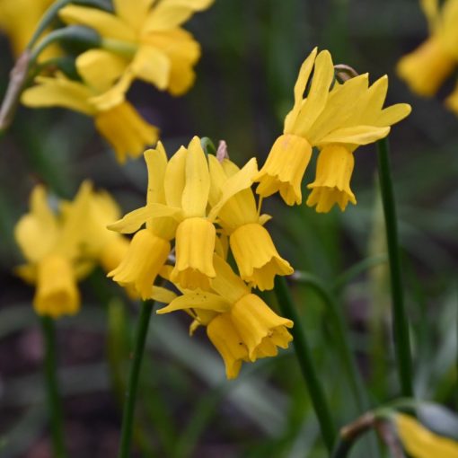 Narcissus Little Emma - Nárcisz