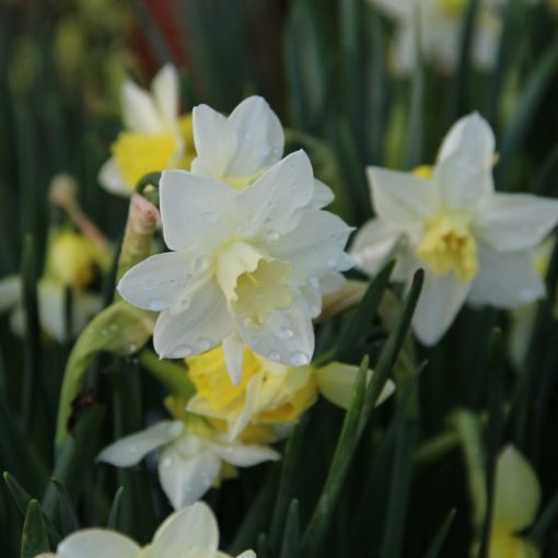 Narcissus jonquilla Pueblo - Nárcisz