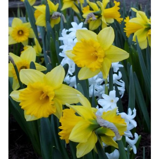 Narcissus Rijnvelds Early Sensation - Nárcisz