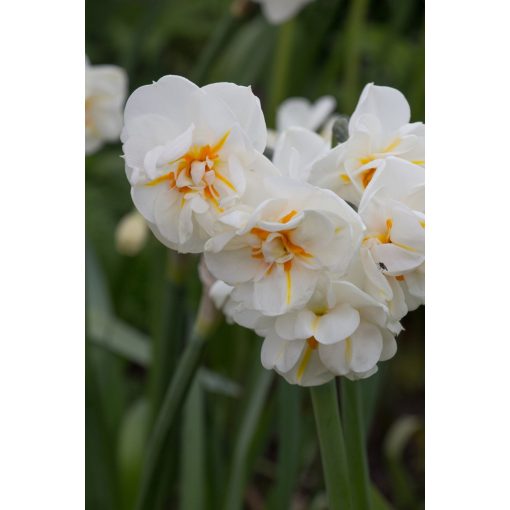 Narcissus Sir Winston Churchill - Nárcisz