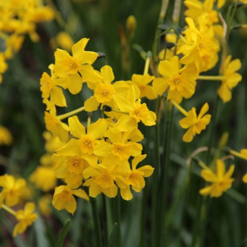 Narcissus cordubensis