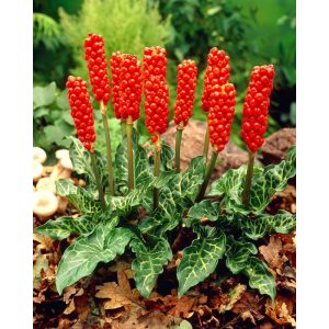 Arum italicum - Olasz kontyvirág(I.)