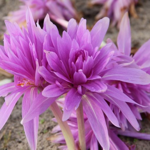 Colchium Waterlily - Őszi kikerics