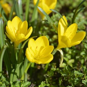 Sternbergia lutea - Őszi vetővirág