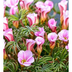 Oxalis versicolor Autumn Pink (I.) - Madársóska