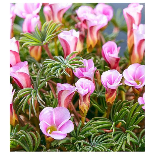 Oxalis versicolor Autumn Pink (I.) - Madársóska