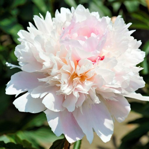 Paeonia Alertie (2/3) - Bazsarózsa