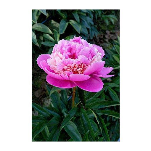 Paeonia Anima (2/3) - Bazsarózsa