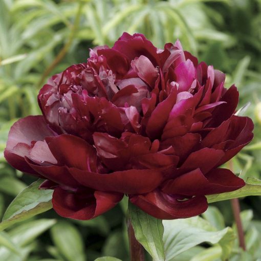 Paeonia Armani - Bazsarózsa (2/3)