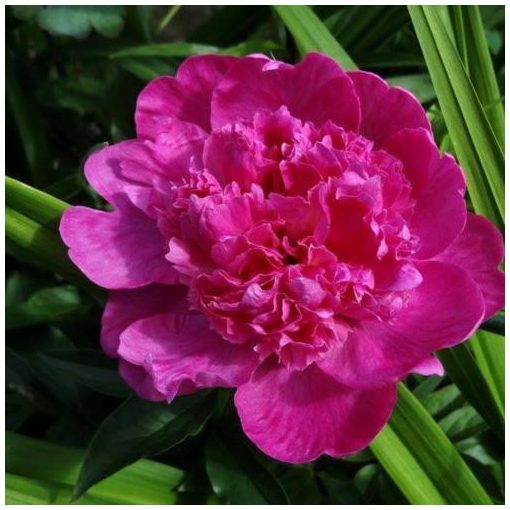 Paeonia Barbara (2/3) - Bazsarózsa