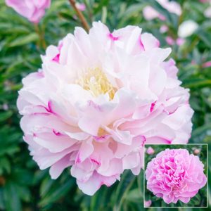 Paeonia Bella Donna