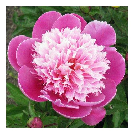 Paeonia Belleville (2/3) - Bazsarózsa