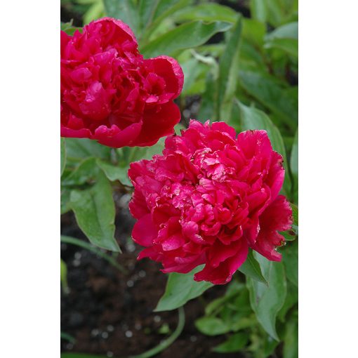 Paeonia Big Ben (2/3) - Bazsarózsa