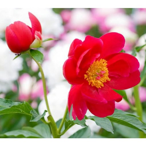 Paeonia Blaze - Bazsarózsa