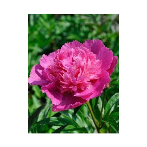 Paeonia Bouquet Perfect (2/3) - Bazsarózsa