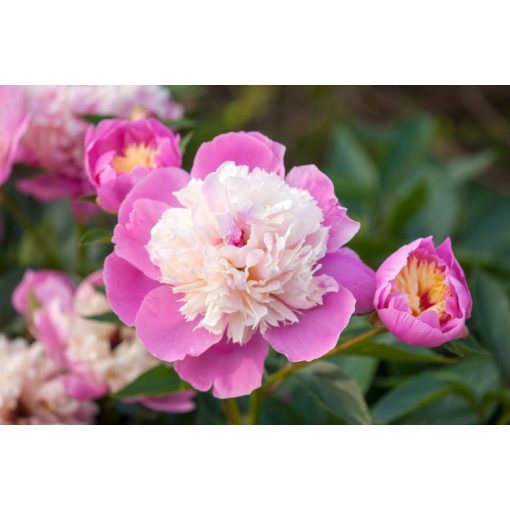 Paeonia Bowl of Beauty (2/3) - Bazsarózsa