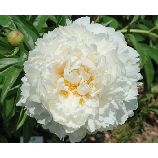 Paeonia Bowl of Cream (2/3) - Bazsarózsa