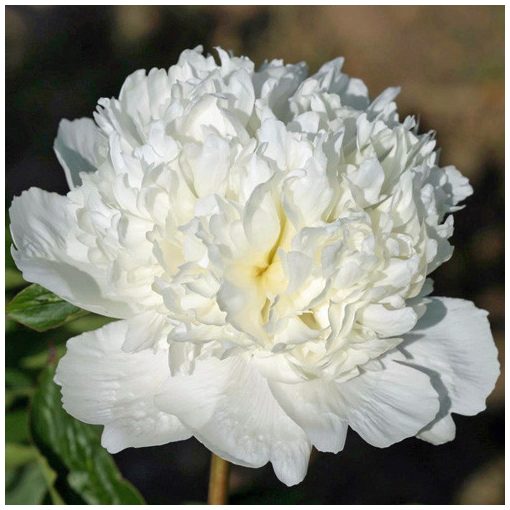 Paeonia Bridal Icing - Bazsarózsa (2/3)