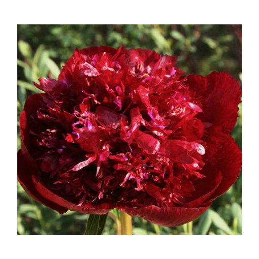 Paeonia Burst of Joy - Bazsarózsa