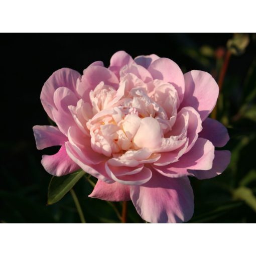 Paeonia Catharina Fontijn (2/3) - Bazsarózsa