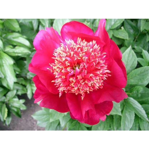 Paeonia Chuckoos Nest (2/3) - Bazsarózsa