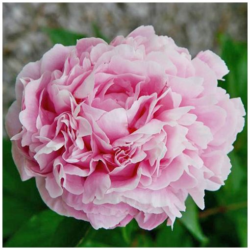 Paeonia Clemenceau (2/3) - Bazsarózsa