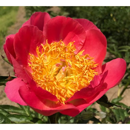 Paeonia Coral and Gold - Bazsarózsa