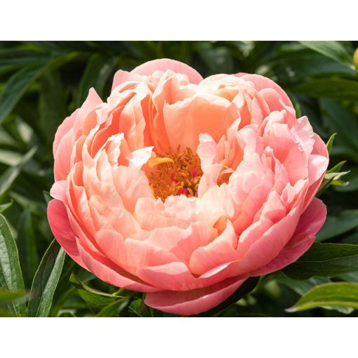 Paeonia Coral Charm - Bazsarózsa (2/3)