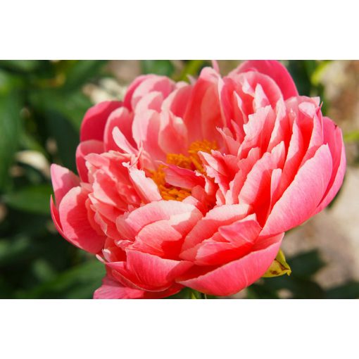 Paeonia Coral Sunset (2/3) - Bazsarózsa