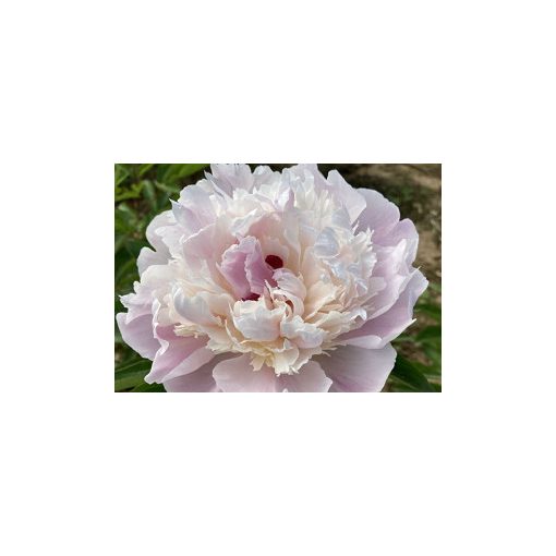 Paeonia Couronne dOr