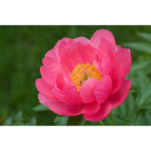 Paeonia Cytherea (2/3) - Bazsarózsa