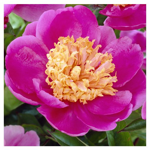 Paeonia Doreen (2/3) - Bazsarózsa