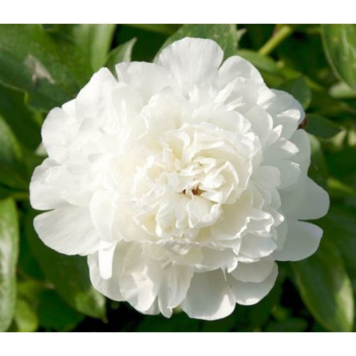 Paeonia Elsa Sass (2/3) - Bazsarózsa