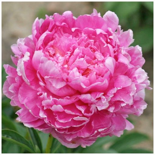 Paeonia Emma Klehm (2/3) - Bazsarózsa