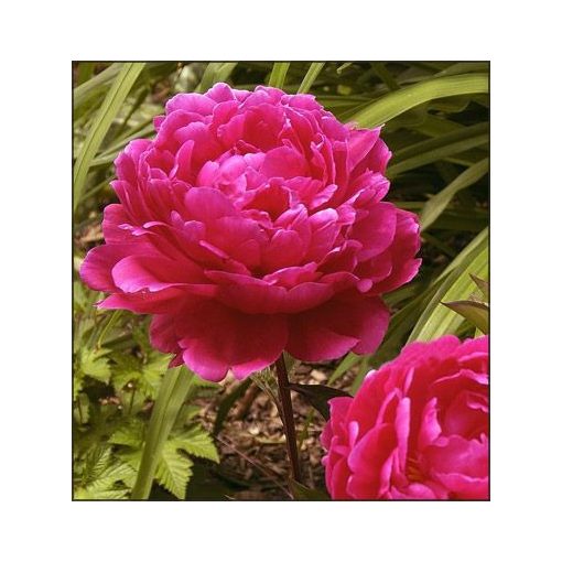 Paeonia F.Koppius (2/3) - Bazsarózsa