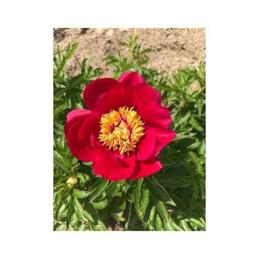 Paeonia Fairy Princess - Bazsarózsa