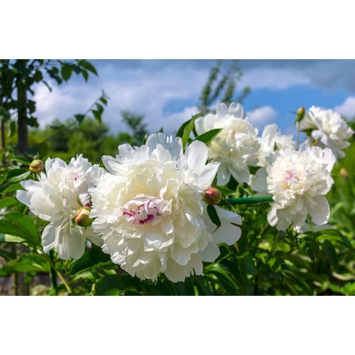 Paeonia Festiva Maxima (2/3) - Bazsarózsa