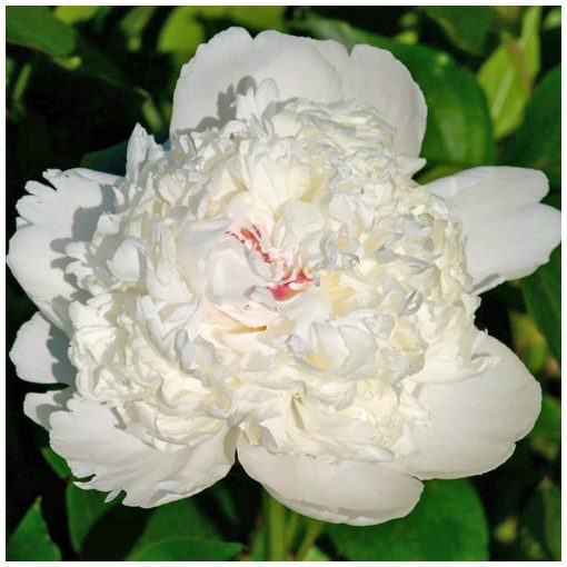 Paeonia Festiva Supreme - Bazsarózsa