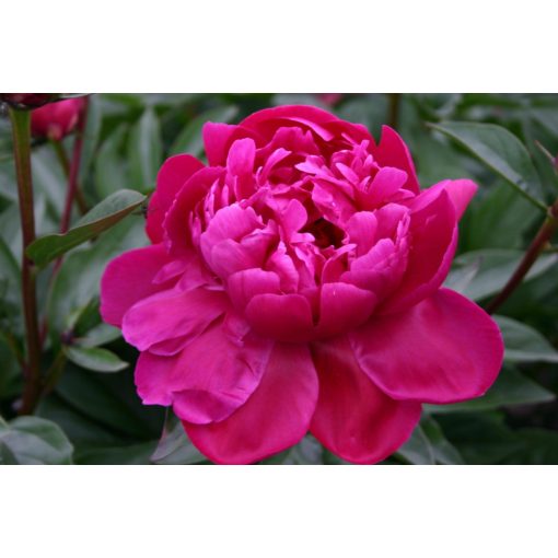 Paeonia Fiona (2/3) - Bazsarózsa