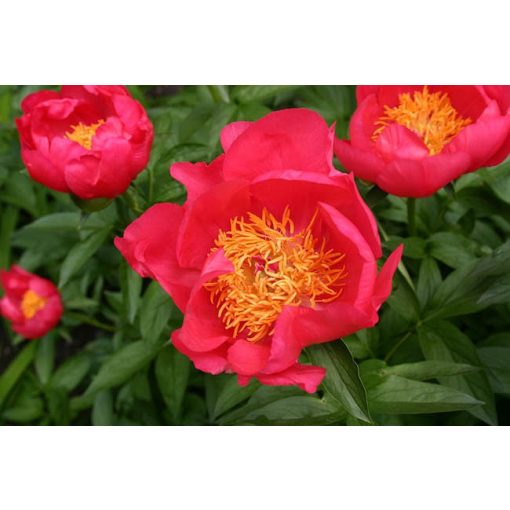 Paeonia Flame (2/3) - Bazsarózsa