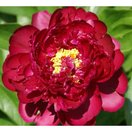 Paeonia Francoise Ortegat (2/3) - Bazsarózsa