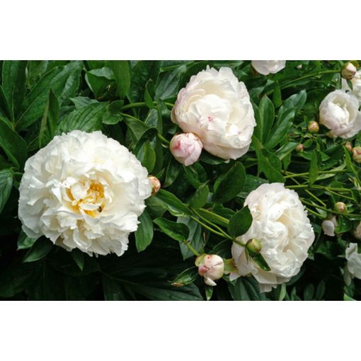 Paeonia Gardenia (2/3) - Bazsarózsa