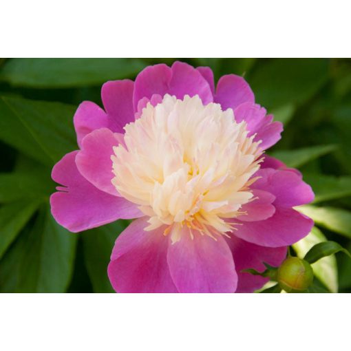 Paeonia Gay Paree (2/3) - Bazsarózsa