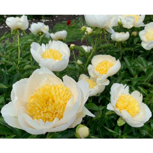 Paeonia Gold Standard (2/3) - Bazsarózsa