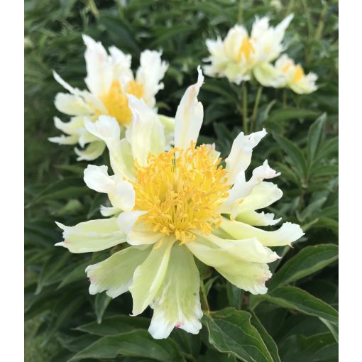 Paeonia Green Lotus (2/3) - Bazsarózsa