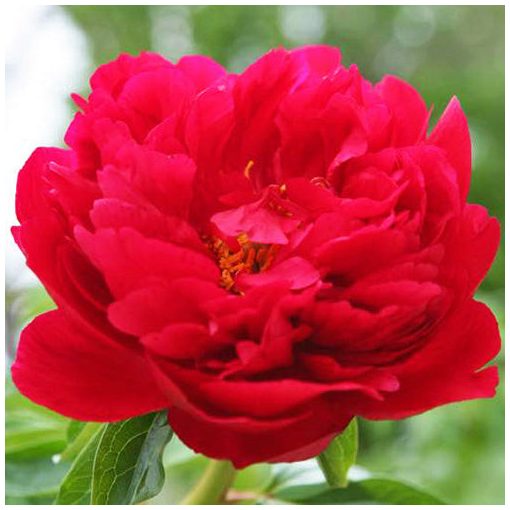 Paeonia Heritage