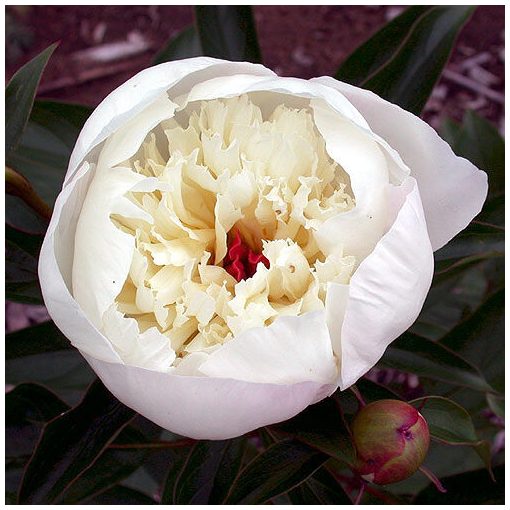 Paeonia Immaculee (2/3) - Bazsarózsa